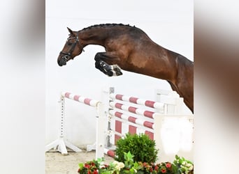 Oldenburger Springpferd, Klacz, 6 lat, 169 cm, Gniada