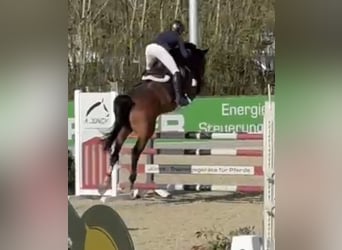 Oldenburger Springpferd, Klacz, 6 lat, 169 cm, Gniada