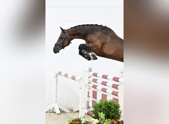 Oldenburger Springpferd, Klacz, 6 lat, 169 cm, Gniada