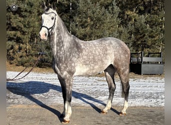 Oldenburger Springpferd, Klacz, 6 lat, 169 cm, Siwa