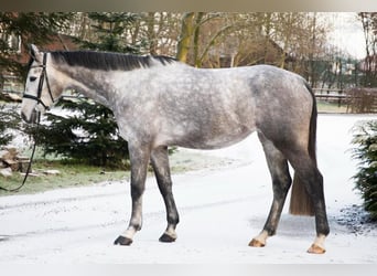 Oldenburger Springpferd, Klacz, 6 lat, 170 cm, Siwa jabłkowita