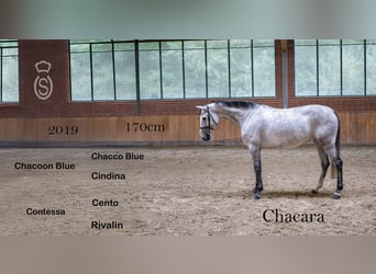 Oldenburger Springpferd, Klacz, 6 lat, 170 cm, Siwa