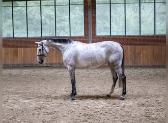 Oldenburger Springpferd, Klacz, 6 lat, 170 cm, Siwa