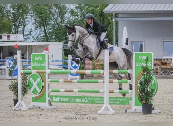 Oldenburger Springpferd, Klacz, 6 lat, 170 cm, Siwa