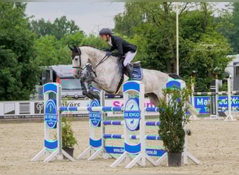 Oldenburger Springpferd, Klacz, 6 lat, 170 cm, Siwa