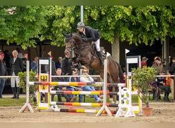 Oldenburger Springpferd, Klacz, 6 lat, 171 cm, Ciemnogniada