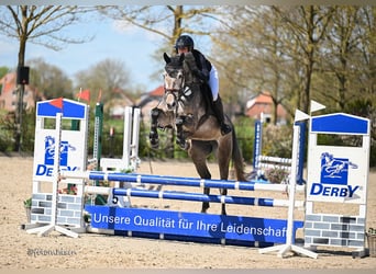 Oldenburger Springpferd, Klacz, 6 lat, 171 cm, Siwa