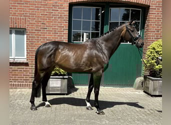 Oldenburger Springpferd, Klacz, 6 lat, 171 cm, Skarogniada