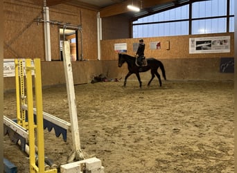 Oldenburger Springpferd, Klacz, 6 lat, 172 cm, Gniada