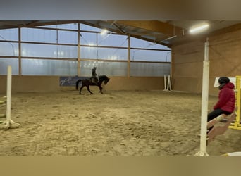 Oldenburger Springpferd, Klacz, 6 lat, 172 cm, Gniada