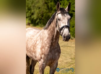 Oldenburger Springpferd, Klacz, 6 lat, 175 cm, Siwa