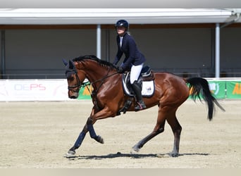 Oldenburger Springpferd, Klacz, 6 lat, Gniada