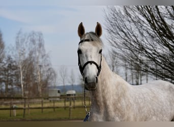 Oldenburger Springpferd, Klacz, 6 lat, Siwa