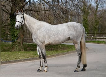 Oldenburger Springpferd, Klacz, 6 lat, Siwa