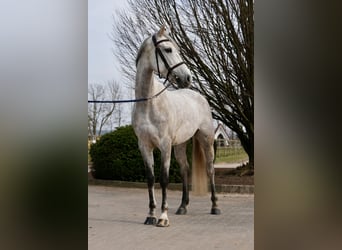 Oldenburger Springpferd, Klacz, 6 lat, Siwa