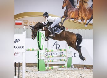 Oldenburger Springpferd, Klacz, 7 lat, 148 cm, Gniada