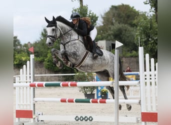 Oldenburger Springpferd, Klacz, 7 lat, 163 cm, Siwa