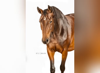 Oldenburger Springpferd, Klacz, 7 lat, 165 cm, Gniada