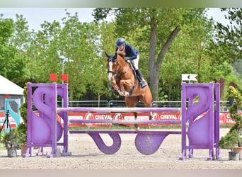 Oldenburger Springpferd, Klacz, 7 lat, 166 cm, Kasztanowata