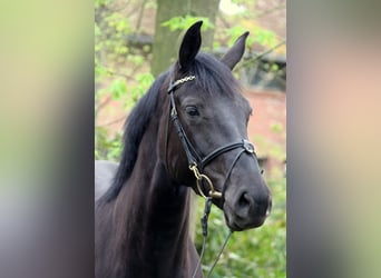 Oldenburger Springpferd, Klacz, 7 lat, 166 cm, Skarogniada