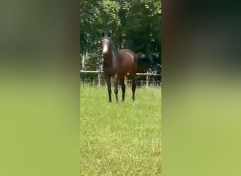 Oldenburger Springpferd, Klacz, 7 lat, 168 cm, Ciemnogniada