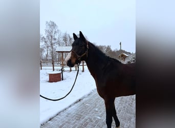 Oldenburger Springpferd, Klacz, 7 lat, 168 cm, Ciemnogniada