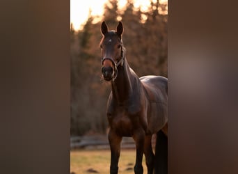 Oldenburger Springpferd, Klacz, 7 lat, 169 cm, Gniada