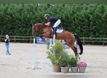 Oldenburger Springpferd, Klacz, 7 lat, 170 cm, Gniada