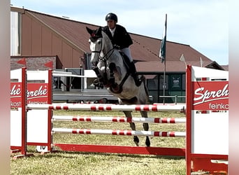 Oldenburger Springpferd, Klacz, 7 lat, 170 cm, Siwa