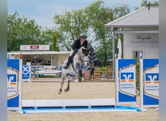Oldenburger Springpferd, Klacz, 7 lat, 170 cm, Siwa