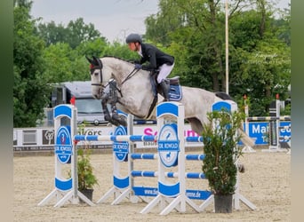 Oldenburger Springpferd, Klacz, 7 lat, 170 cm, Siwa