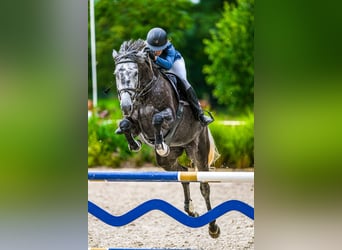 Oldenburger Springpferd, Klacz, 7 lat, 172 cm, Siwa