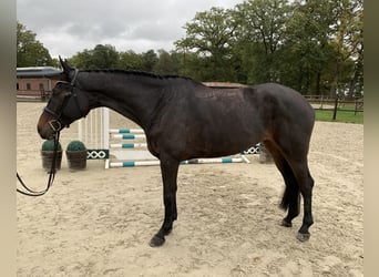 Oldenburger Springpferd, Klacz, 7 lat, 174 cm, Ciemnogniada