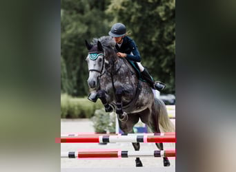 Oldenburger Springpferd, Klacz, 7 lat, 175 cm, Siwa