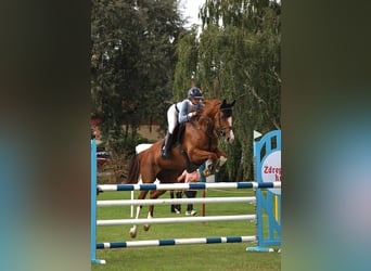 Oldenburger Springpferd, Klacz, 7 lat, 178 cm, Kasztanowata