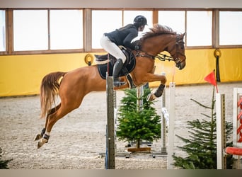 Oldenburger Springpferd, Klacz, 8 lat, 163 cm, Kasztanowata