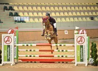 Oldenburger Springpferd, Klacz, 8 lat, 163 cm, Kasztanowata