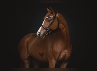 Oldenburger Springpferd, Klacz, 8 lat, 163 cm, Kasztanowata