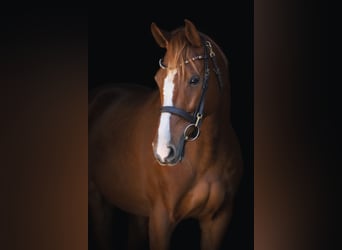 Oldenburger Springpferd, Klacz, 8 lat, 163 cm, Kasztanowata
