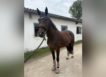 Oldenburger Springpferd, Klacz, 8 lat, 165 cm, Ciemnogniada