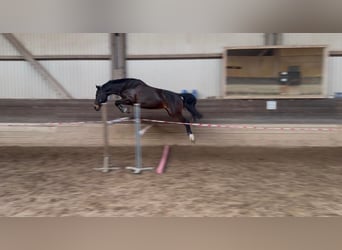 Oldenburger Springpferd, Klacz, 8 lat, 165 cm, Ciemnogniada