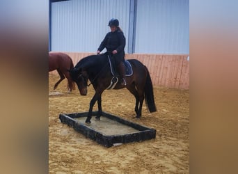 Oldenburger Springpferd, Klacz, 8 lat, 166 cm, Ciemnogniada
