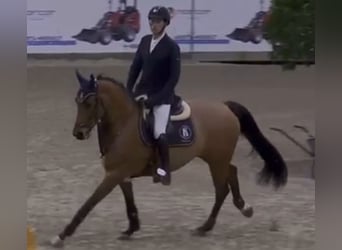 Oldenburger Springpferd, Klacz, 8 lat, 168 cm, Gniada