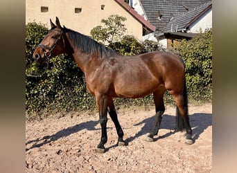 Oldenburger Springpferd, Klacz, 8 lat, 169 cm, Gniada