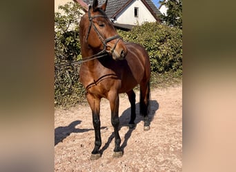 Oldenburger Springpferd, Klacz, 8 lat, 169 cm, Gniada