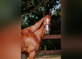 Oldenburger Springpferd, Klacz, 8 lat, 169 cm, Kasztanowata