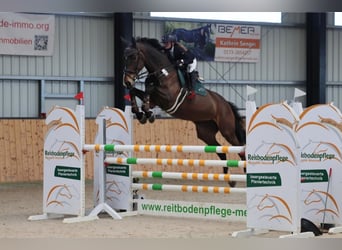 Oldenburger Springpferd, Klacz, 8 lat, 178 cm, Ciemnogniada
