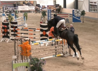 Oldenburger Springpferd, Klacz, 8 lat, 178 cm, Ciemnogniada