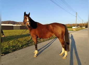 Oldenburger Springpferd, Klacz, 9 lat, 160 cm, Gniada