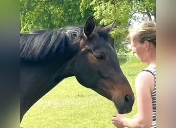 Oldenburger Springpferd, Klacz, 9 lat, 163 cm, Ciemnogniada